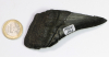 Megalodon Zahn Nr. 143