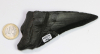 Megalodon Tooth No. 146