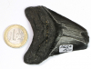 Megalodon Tooth No. 150