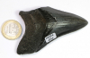 Megalodon Zahn Nr. 153