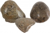 Fossilis Corail, Maroc