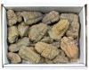 Kiste Trilobiten (Calymene) B-Qualitt