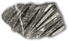 Orthoceraten-Platte ca. 20-30 cm