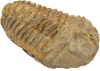 Trilobite (Calymene)