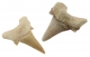 fossile Haifischzhne ca. 2-3 cm