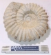 Ammoniten 20-26 cm Marokko