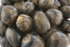 Stromatolite pierres roules Bolivie